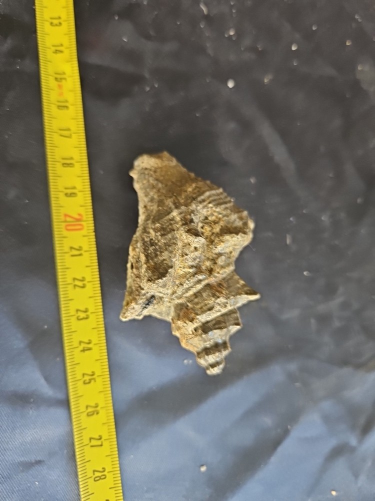 Strombus Gasteropod Fossil
