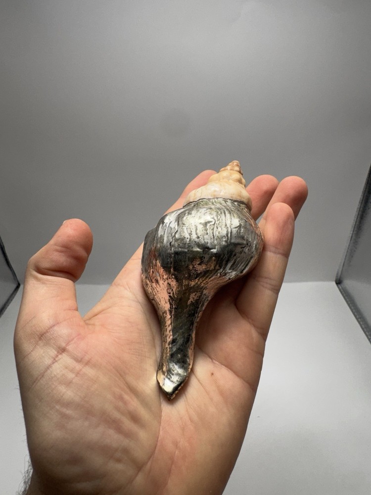 Silver Dipped Sea Shell Natural Ocean Shell Decorative Piece
