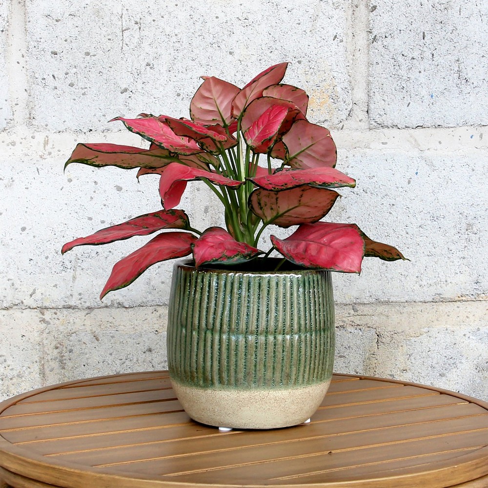 6" Green Sable Planter
