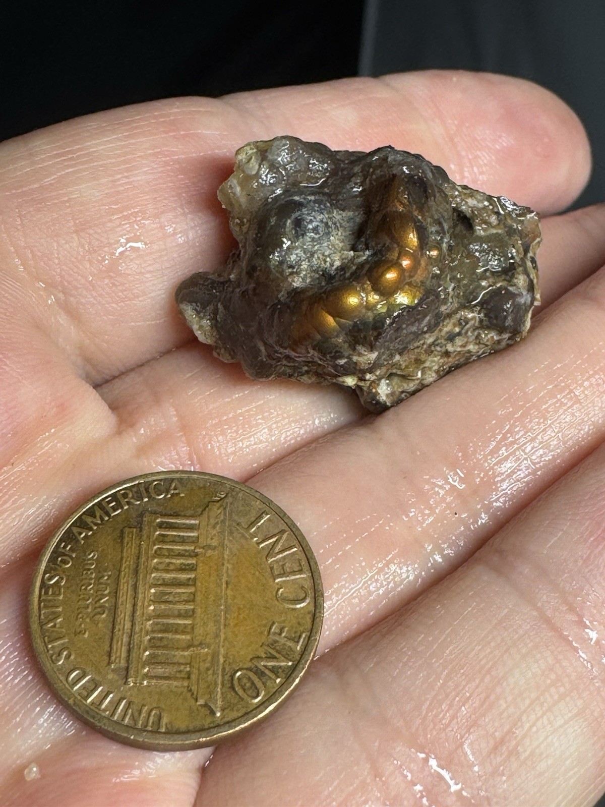 1/2 Lb Mid to Choice Grade Fire Agate Smalls Untreated Colorful Blind Grab Rough