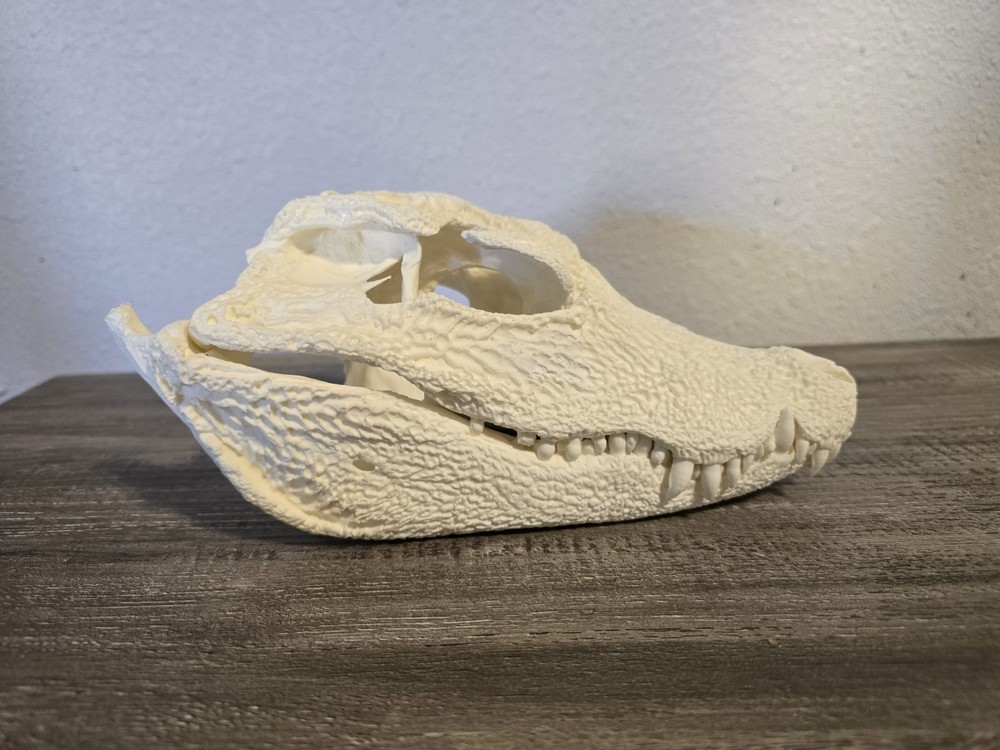 REPLICA Dwarf Crocodile Skull