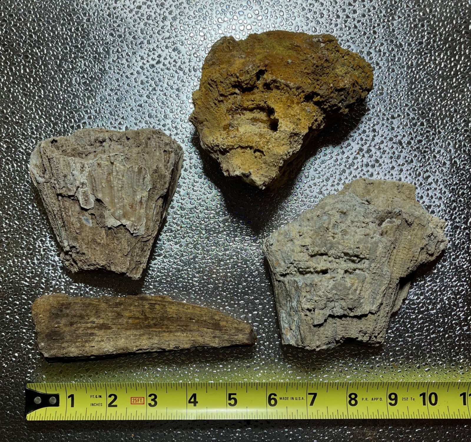 AGATIZED CORAL FLORIDA AGATE GEODES LOT 3 lb 5 oz 4 LARGE FOSSILIZED CORAL GEODE