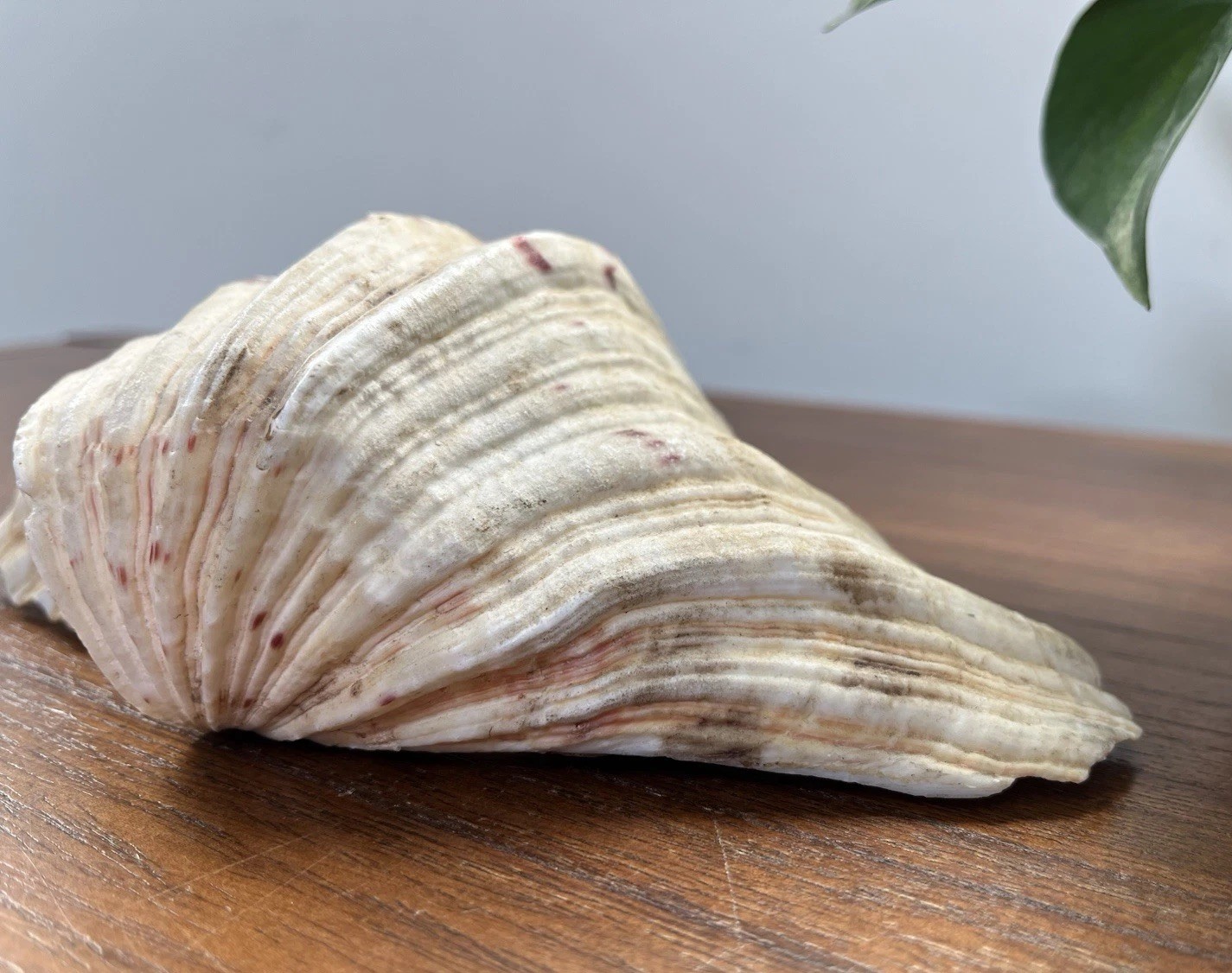Bear Paw Clam Shell Half 7” X 5” Natural Nautical Beach Decor Real Coastal