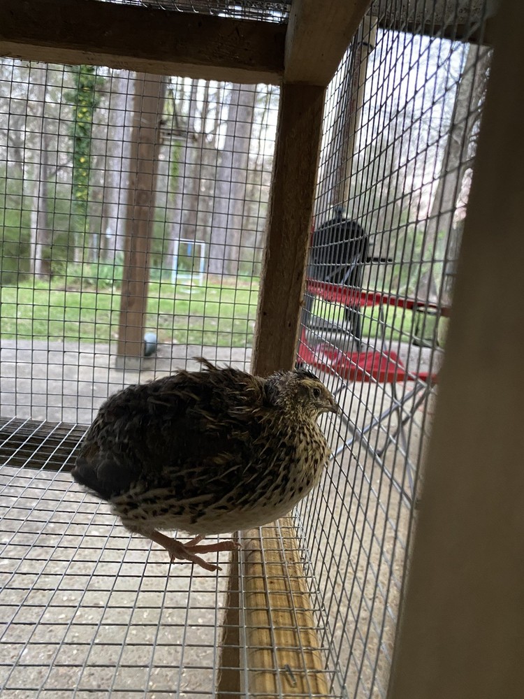 12 Jumbo Celadon 'True Blue' Coturnix Quail Eggs for Hatching