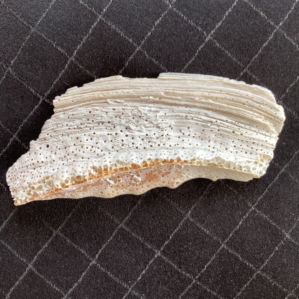 Piece Of Large Shell 7” Long