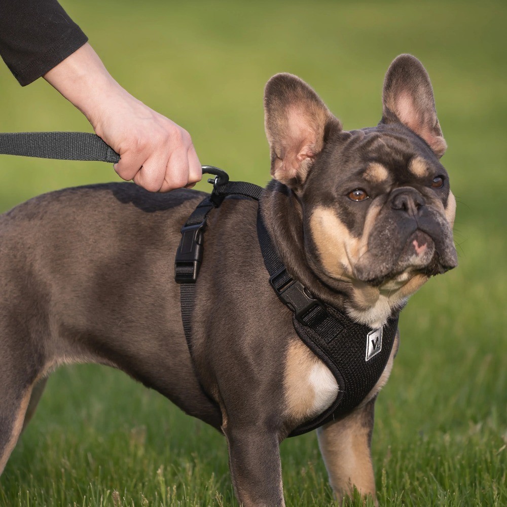 Adjustable Mesh Reflective Dog Harness for Walking Small Black