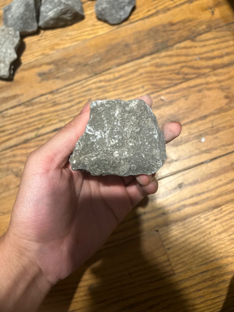 fossil rocks marine creatures