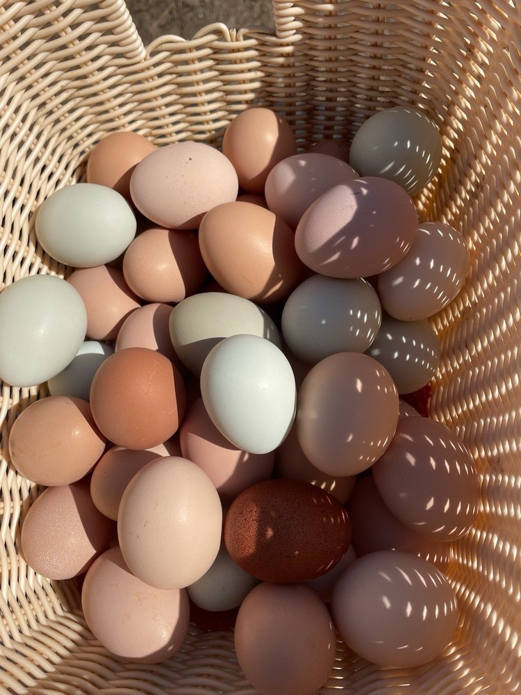 Barnyard Mix Hatching Eggs Assorted 18ct