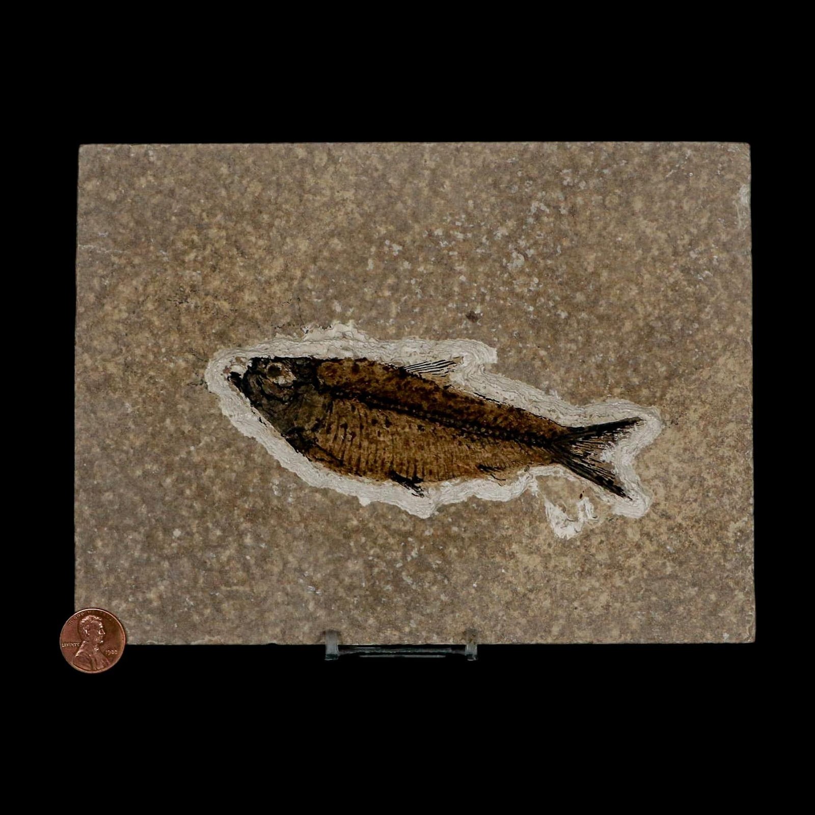 XL 4.7" Knightia Eocaena Fossil Fish Green River FM WY Eocene Age COA & Stand