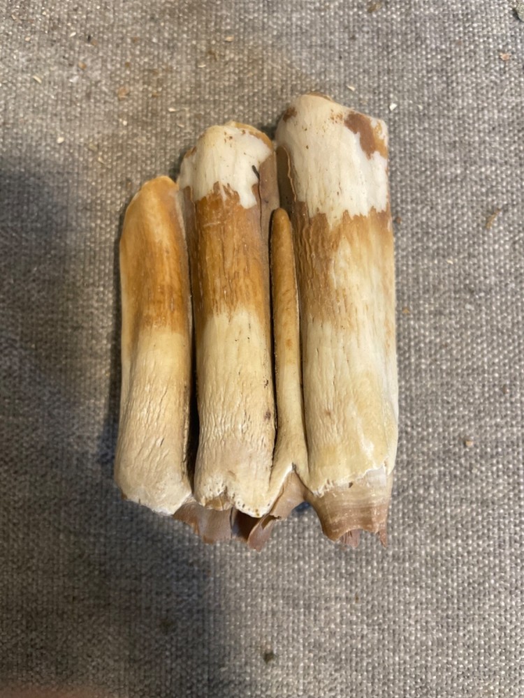 ice age horse tooth