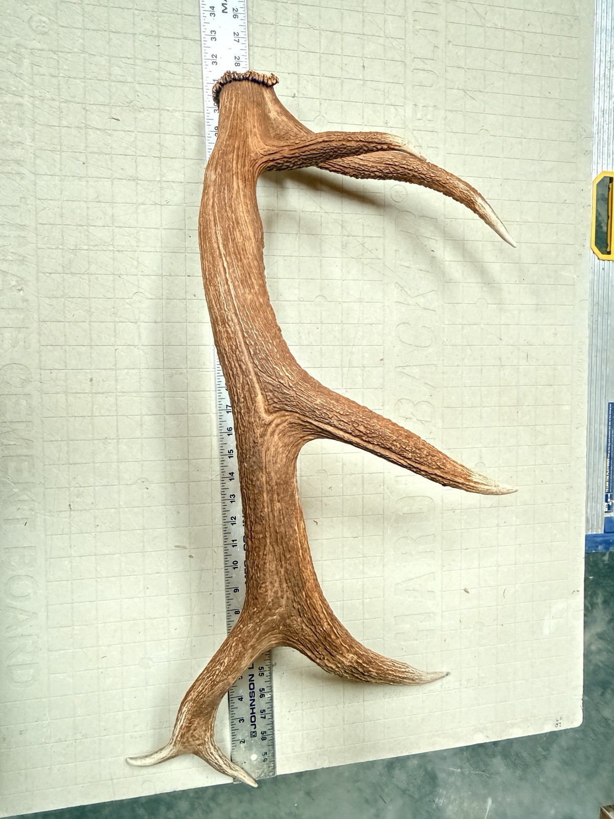 6 Pt Elk Shed ~ Elk Antler ~ Decor