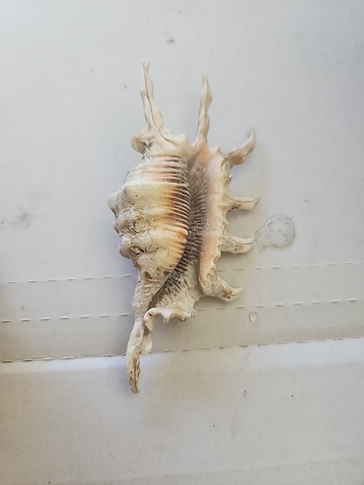 3 SPIDER CONCH shells.