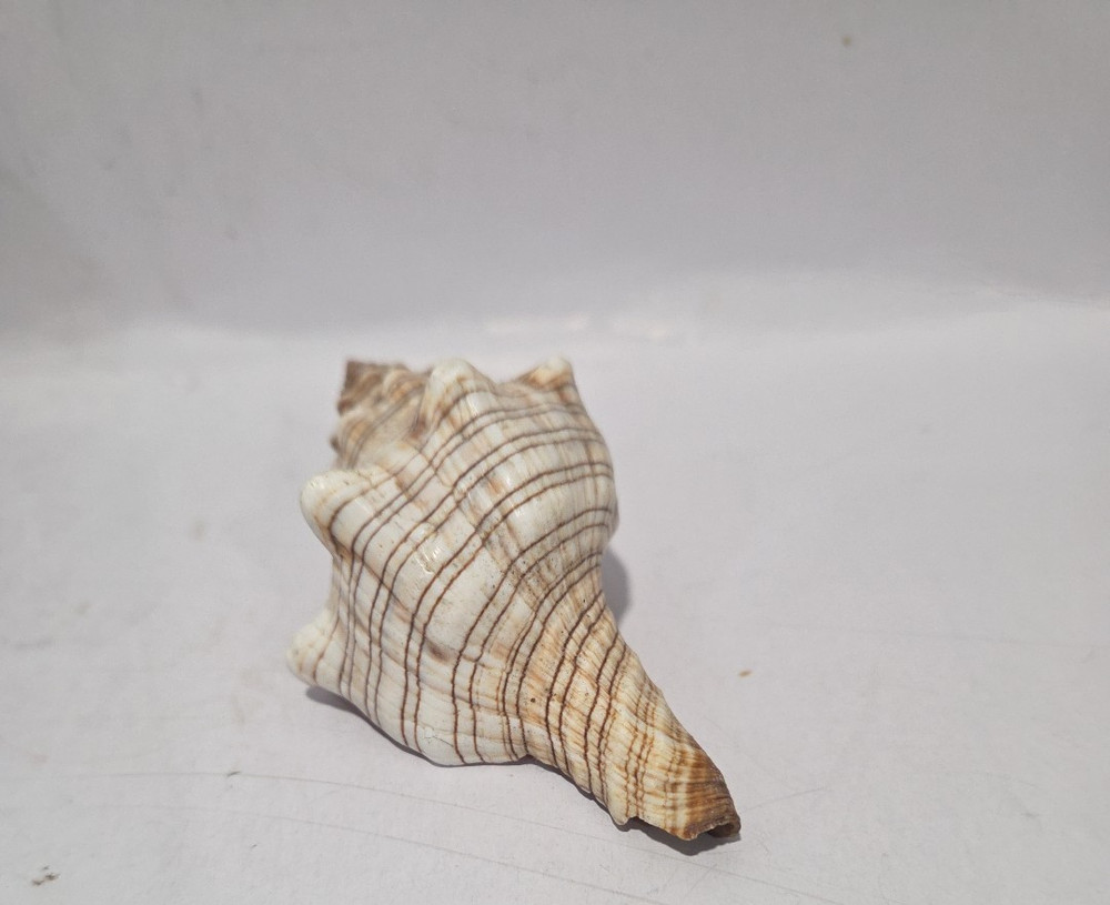 Striped Fox Conch Shell 3 5/8" - 93 mm