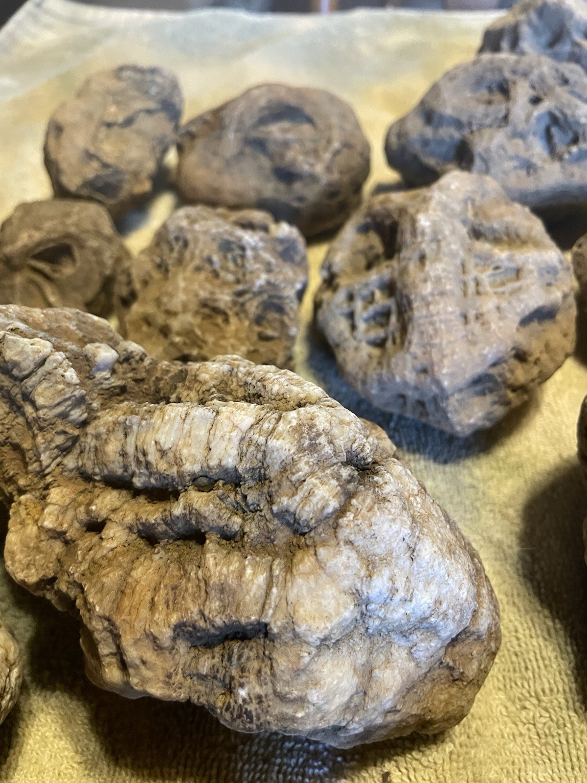 27-KENTUCKY GEODIZED FOSSILS. NICE ONES. 1” TO 5”.