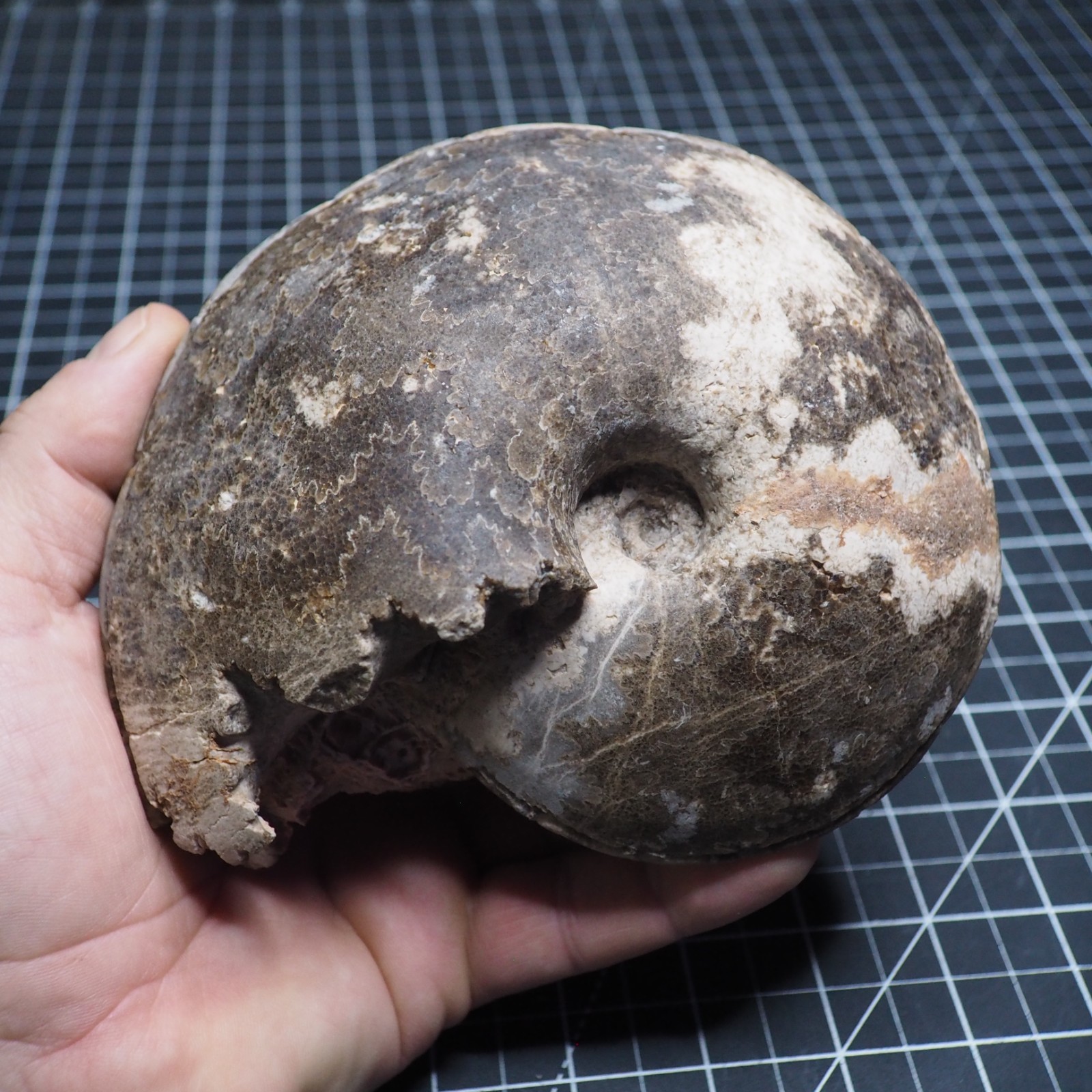 Study Specimen Choffaticeras Ammonite 155 mm 1.7 kg Fossil Siphuncle Cretaceous