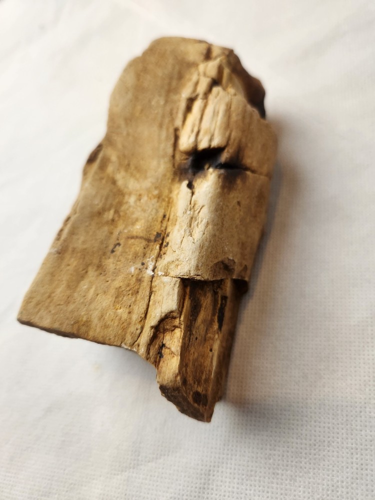 Petrified Wood