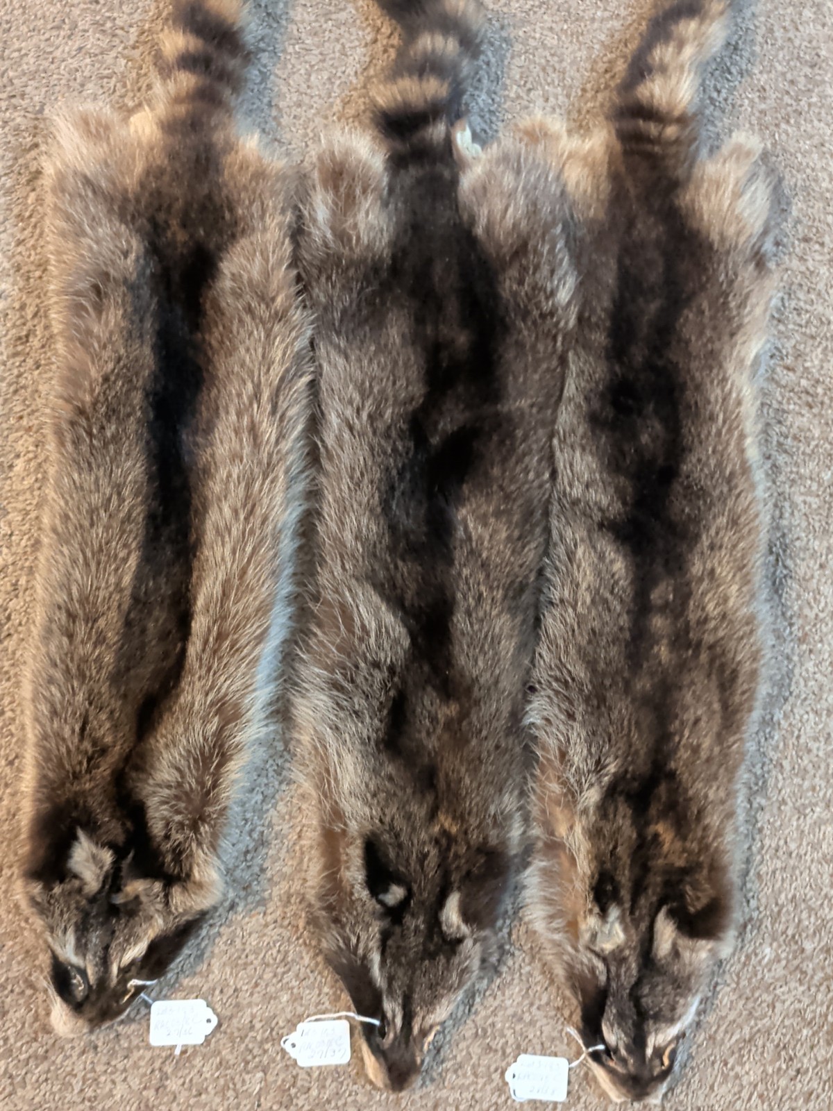 Newly Tanned Wild Large Racoon pelts~Country Fur Cabin Craft Fur~NICE! Soft!!