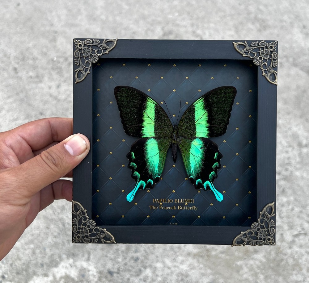 Real Papilio Blumei Butterfly Shadow Box Easter Spring Decor Unique Mom Gift