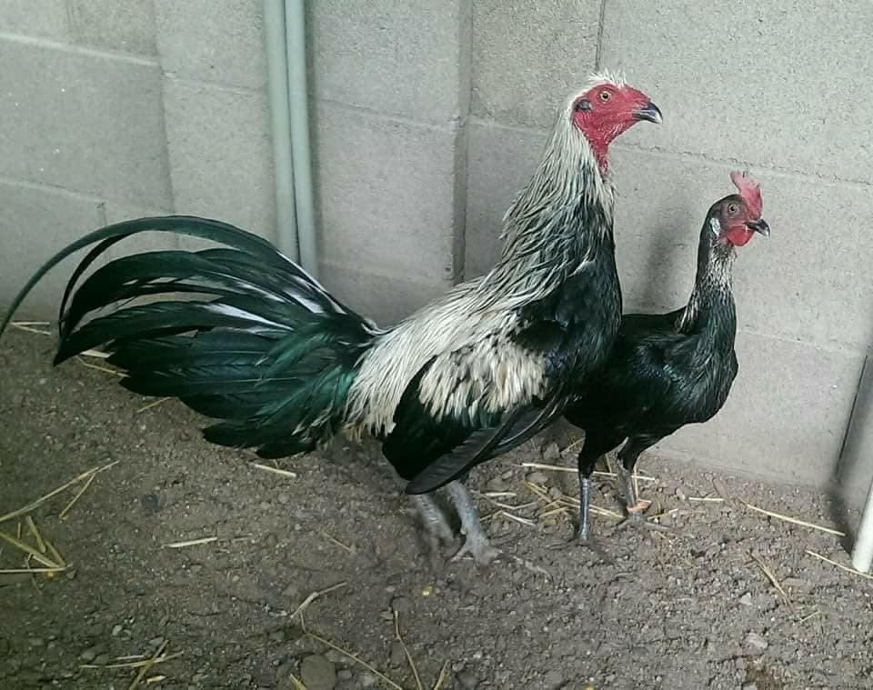 6 Chicken Hatching Eggs Peruvian