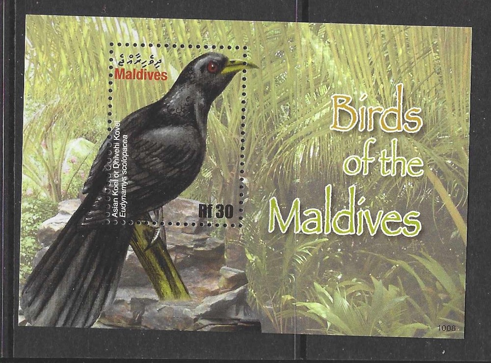 Maldives 2010 birds  (a199)