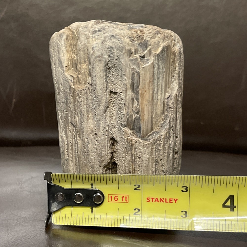 Petrified Wood 2lbs Beautiful