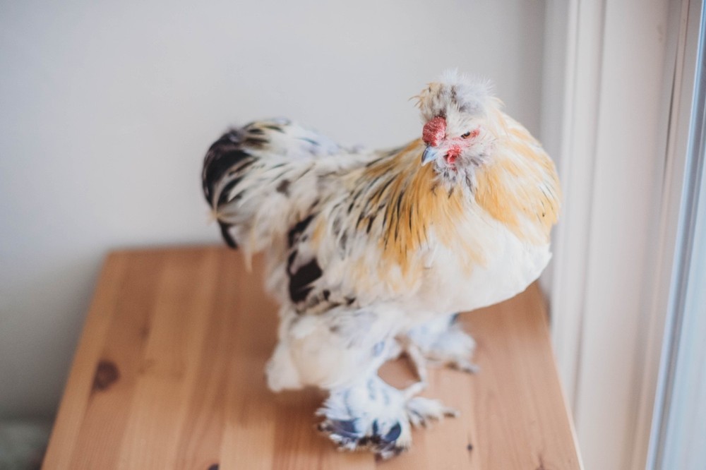 A Dozen Silkie Hatching Eggs