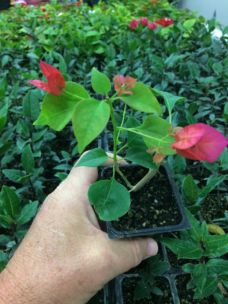 Bougainvillea - 'Barbara Karst'