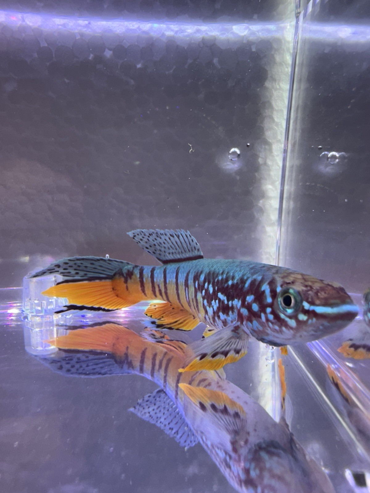 Fundulopanchax sjoestedti DWARF RED Gularis 1 Male USA BRED & RAISED Killifish