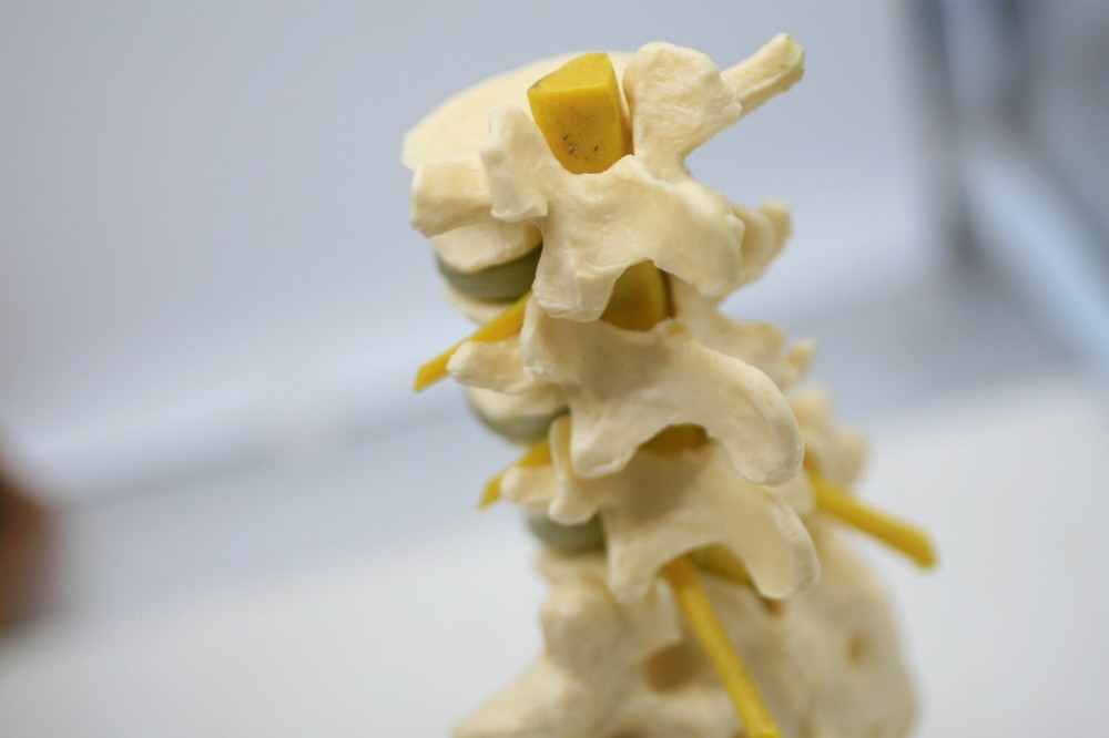 Voltaren GEIGY Vertebral Column Anatomical Model E1
