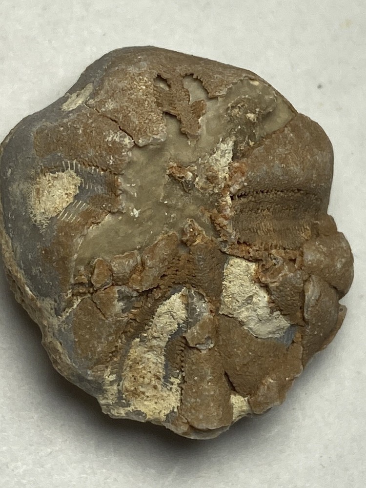 sea urchin fossil