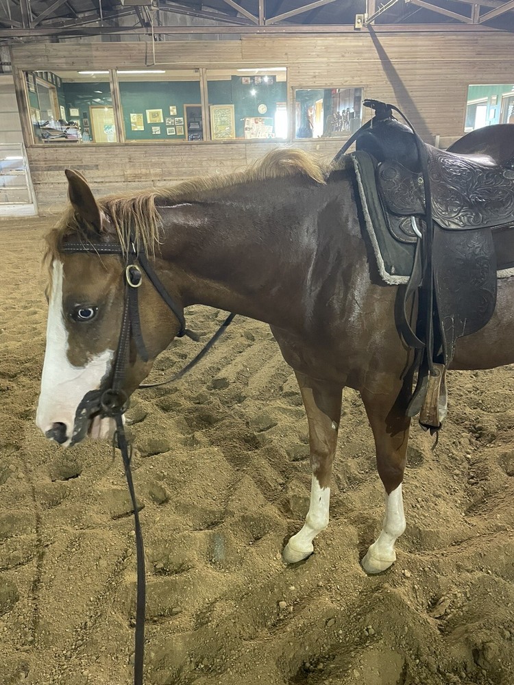 Lafferty Performance Horses. Horse Training, Colt Starting And Lessons .