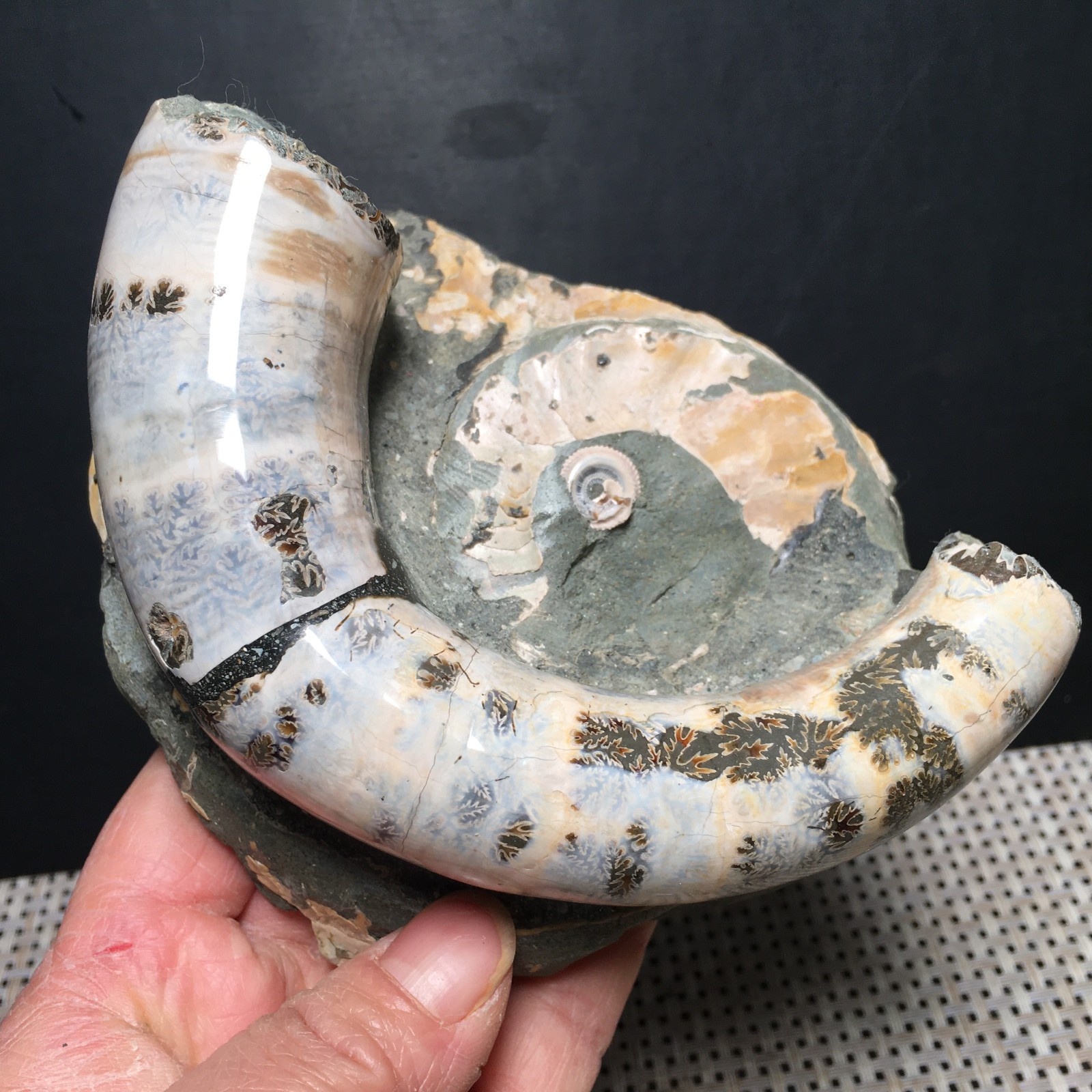 566g natural Carving Home Decoration Specimen Shell Healing md3748