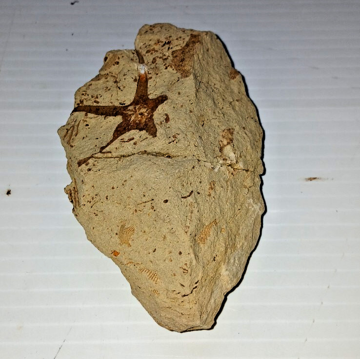 Starfish Fossil