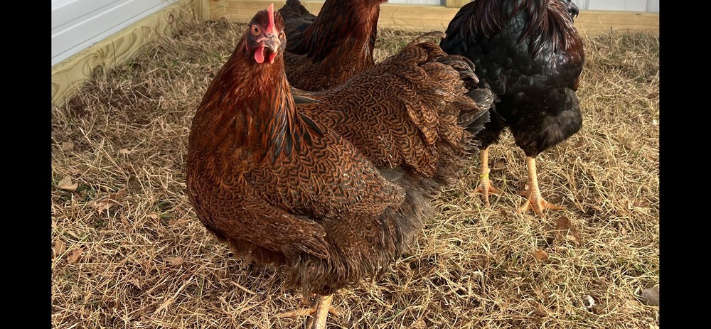 Assorted Large Fowl Hatching Eggs—Exhibition Line
