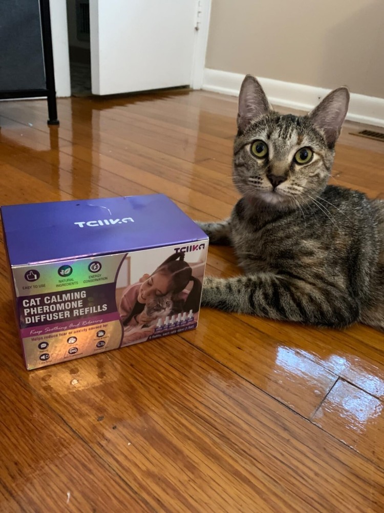 Cat Pheromones Calming Diffuser Refill 6Pk Multicat Pheromone Diffusers Refills