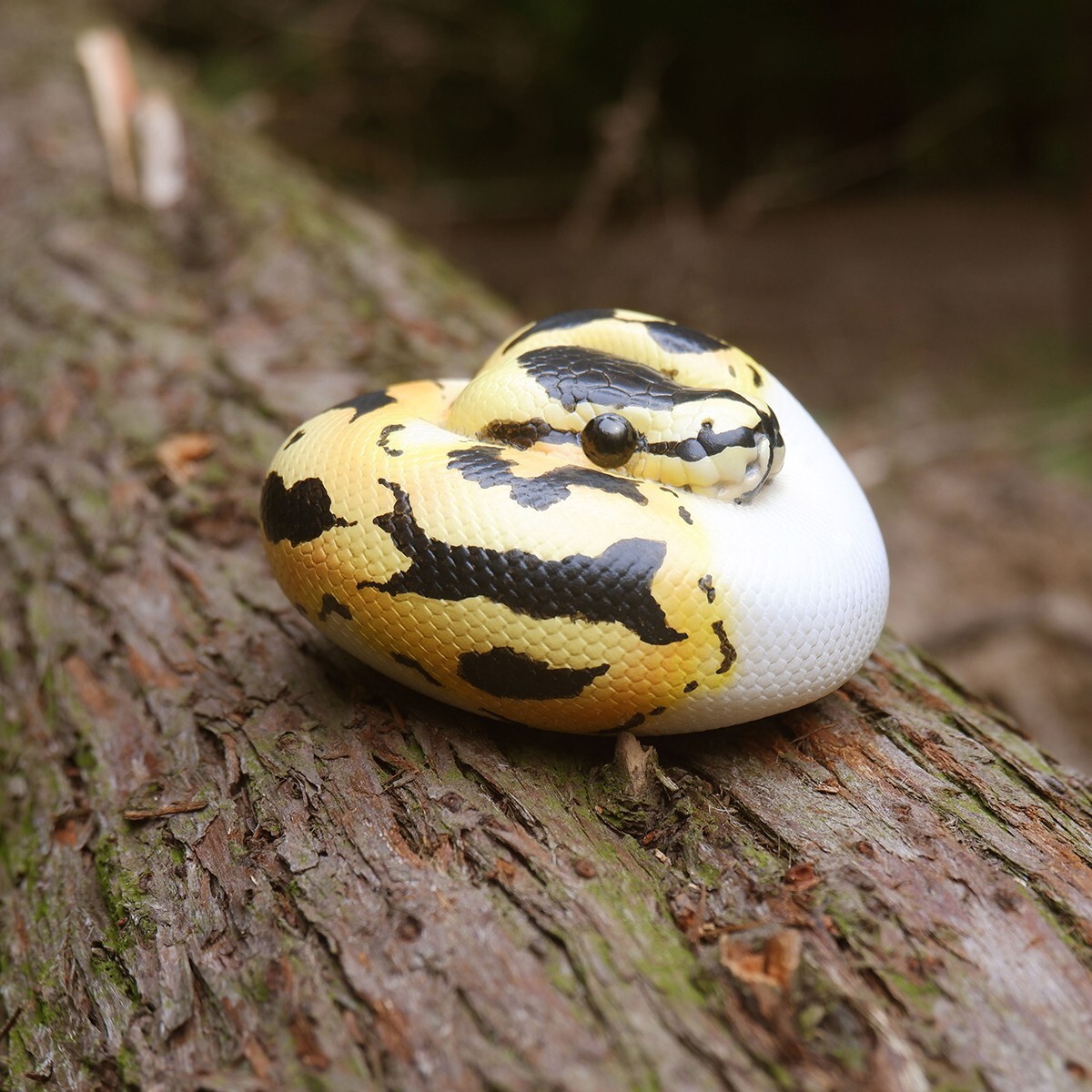 Animal Heavenly Body Pastel Pied Ball Python regius Snake Statue