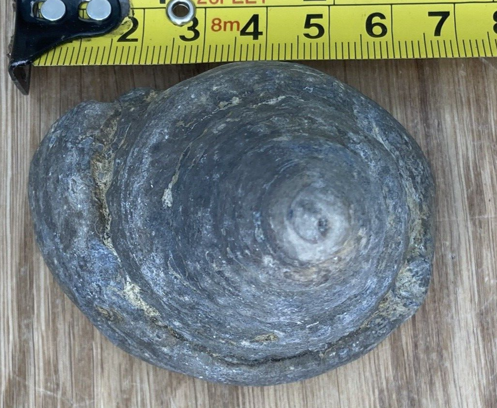 Fossil Specimen, Gastropod, 66mm