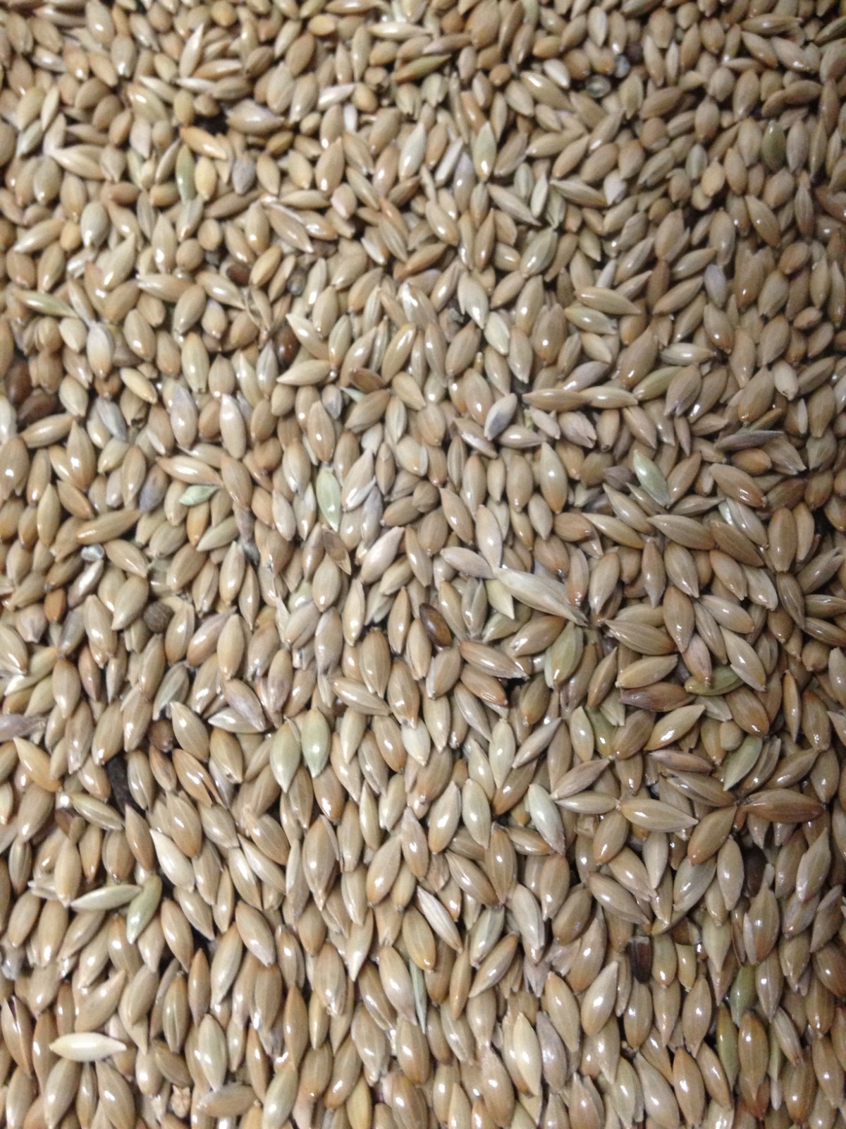 5 LB Canary Seed -Clean and Fresh