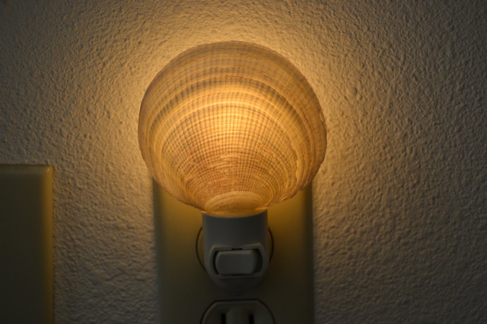 CODACKIA TIGERENA SEA SHELL NIGHTLIGHT