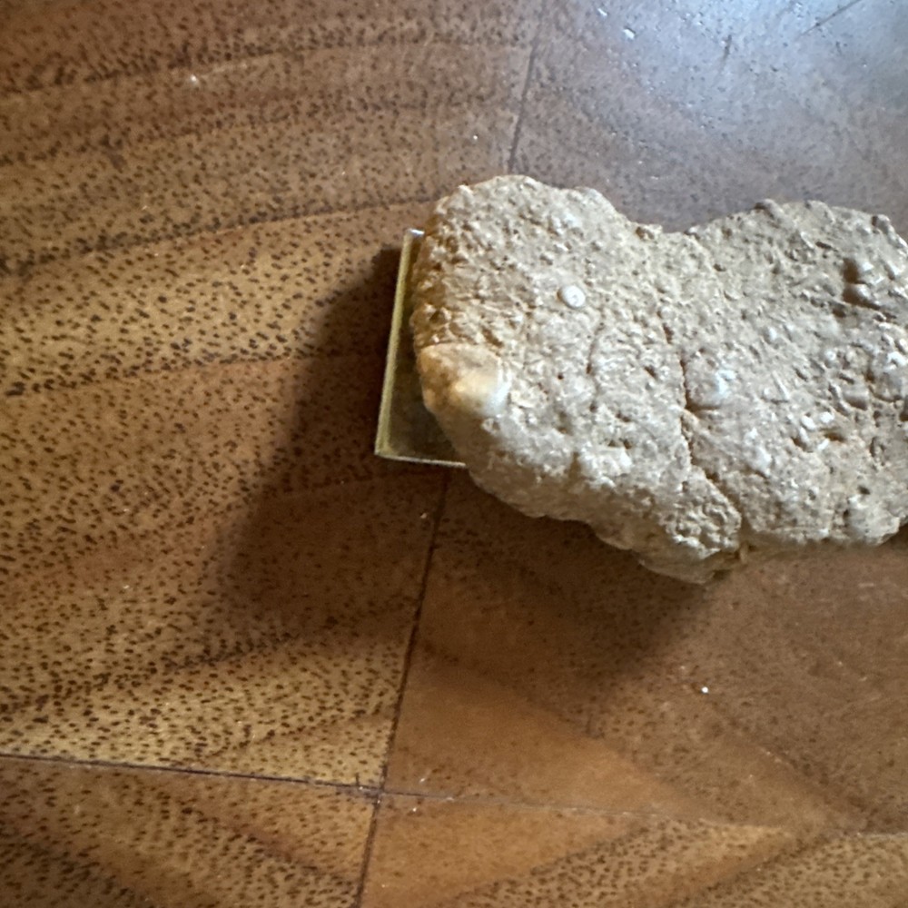 2” Fossil Specimen