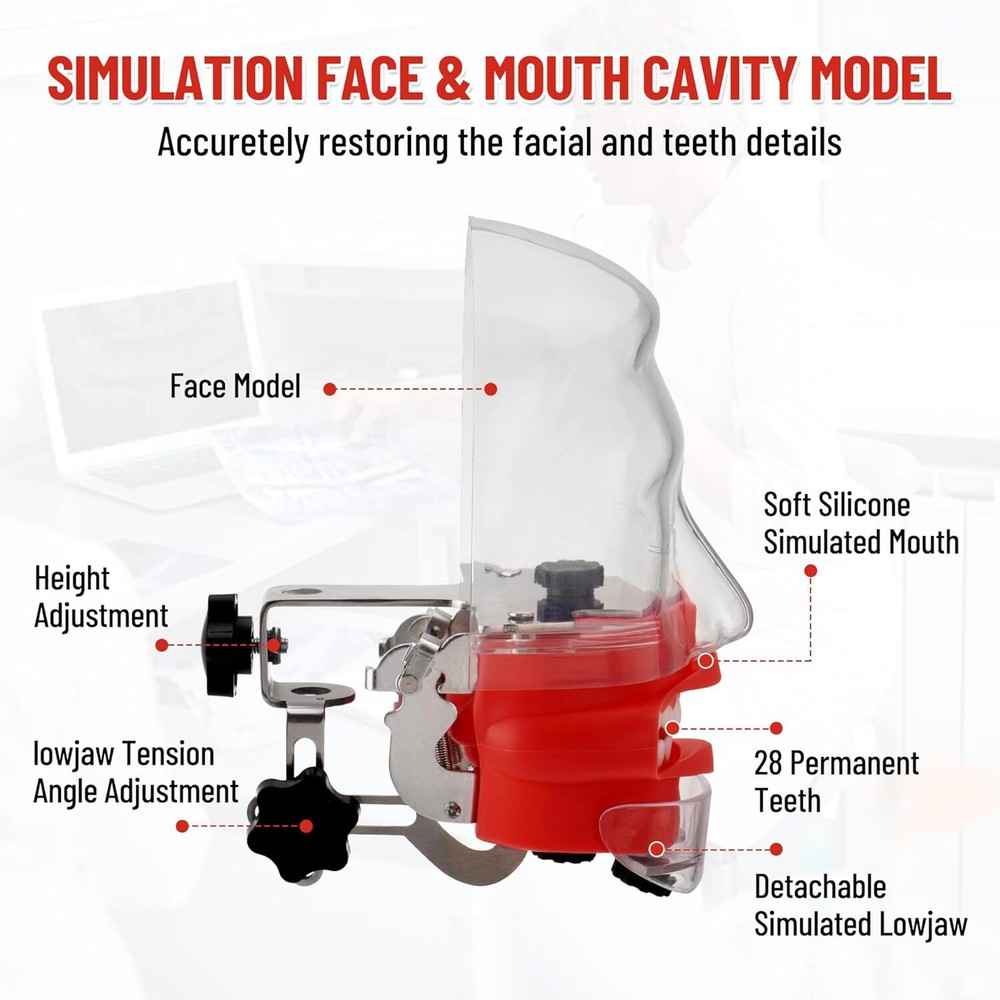 Head Model Dental simulator Phantom Head Model Dentist Teaching with 28Pcs Teeth