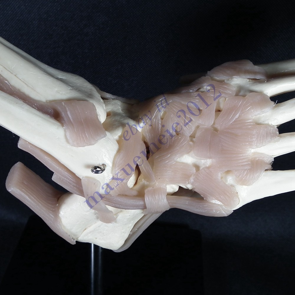 RS Foot & Ankle Joint ligament Model functionl display teaching educat anatomy