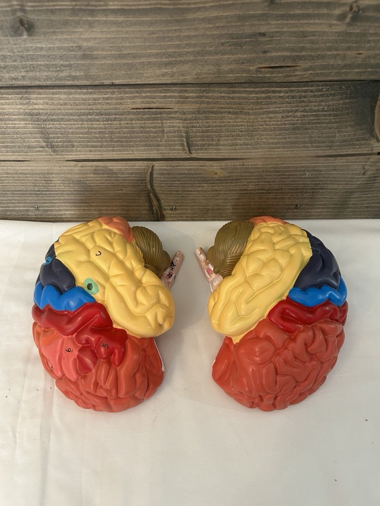 Teaching Model of Colorful Brain Structure Anatomy Model - Numbered Structure