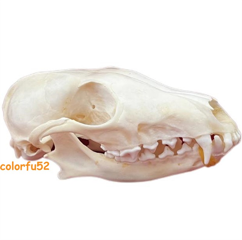 Real Fox Skull Taxidermy Bone Skeleton Halloween Fish Tank Decoration In Stock