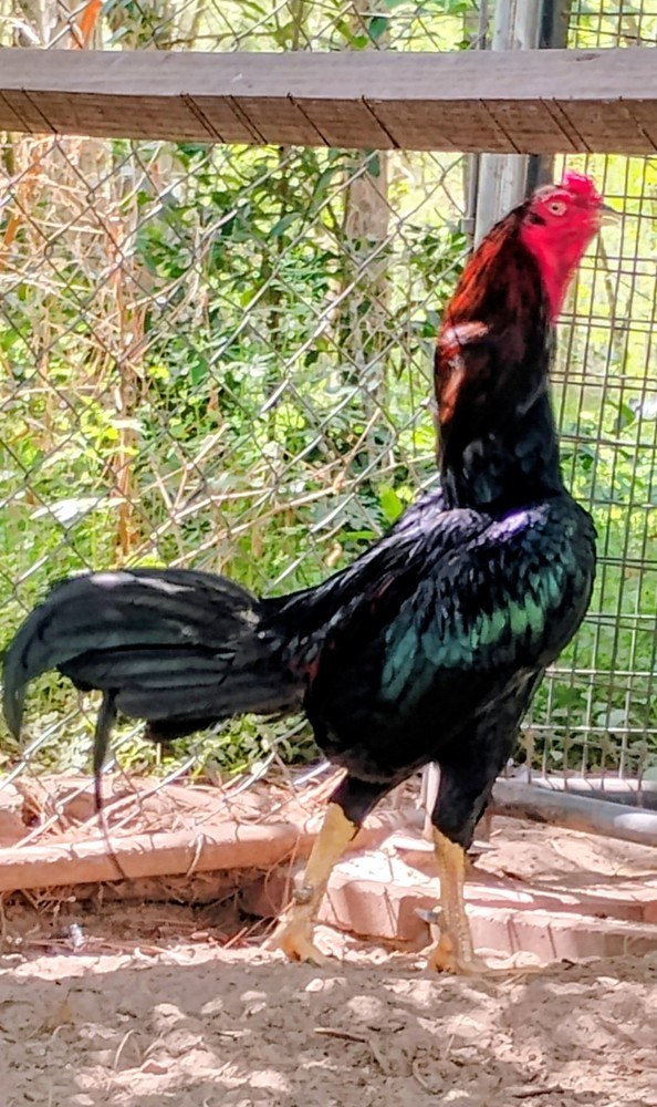 6 ASSORTED longtail Chicken hatching eggs L@@K!