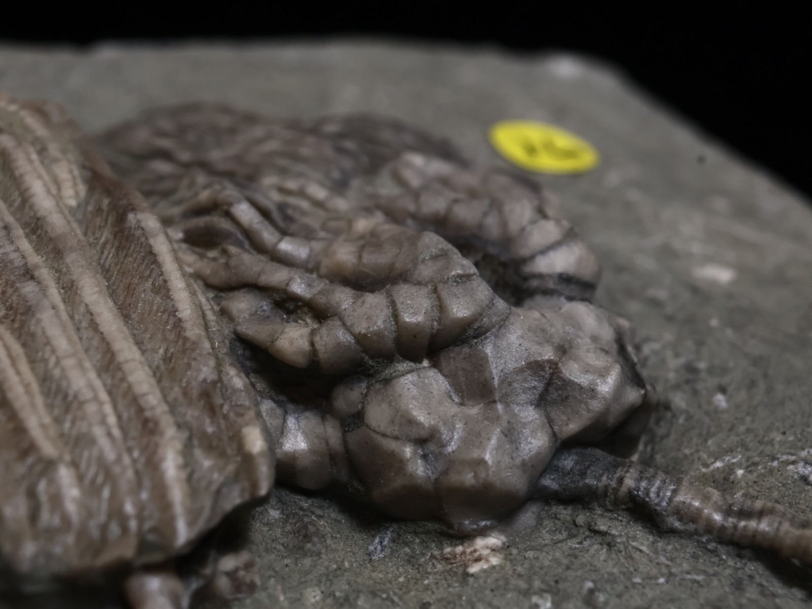 Expertly Prepared Fossil Crinoids, Crawfordsville, IN