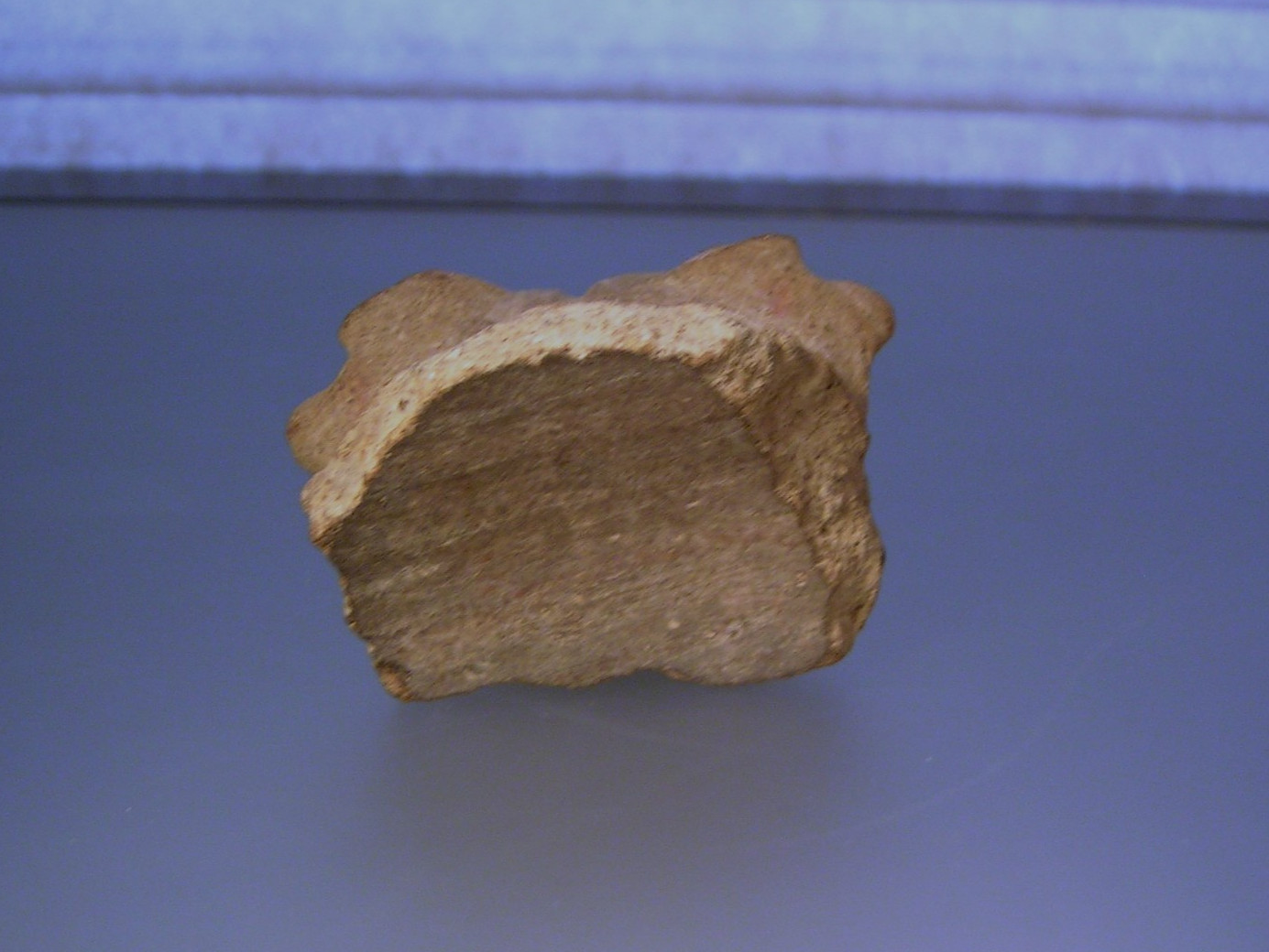 Pre-Columbian Zoomorphic Jaguar Head Pottery Fragment