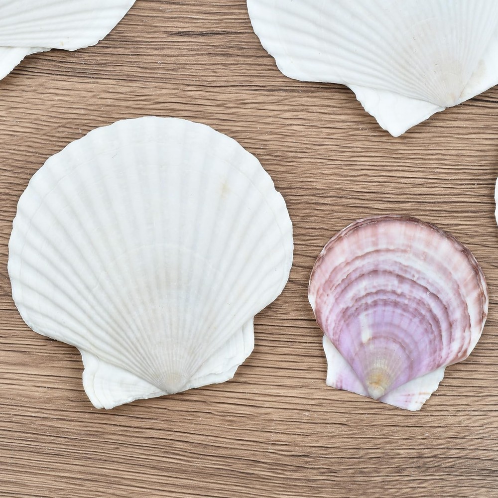 Decoupage Crafts Shells, Large Real Shells, 20PCS Clean Purple Shells with Ba...