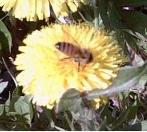 Pure Michigan Wildflower Honey - One Gallon (12 lbs) - Raw & Unfiltered