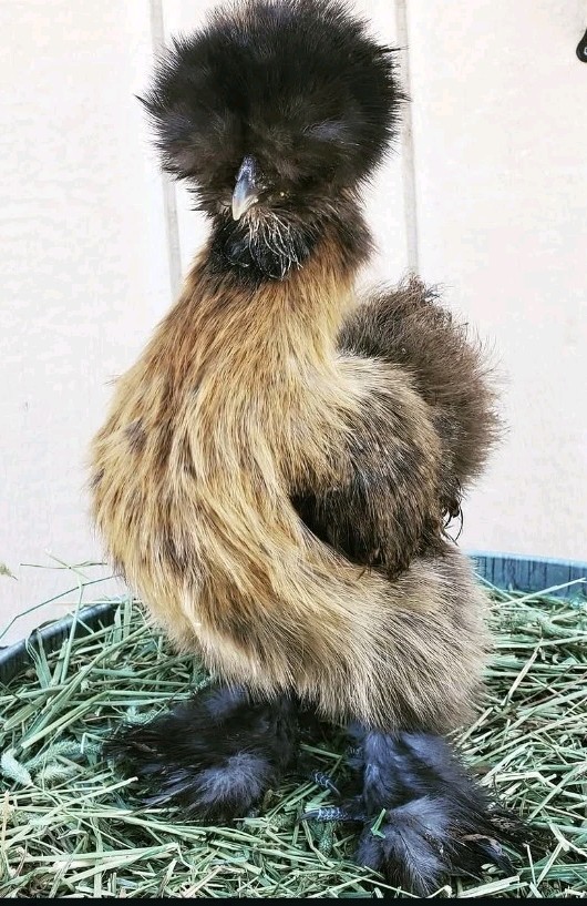 12+Bantam Silky Hatching Eggs Npip Cert